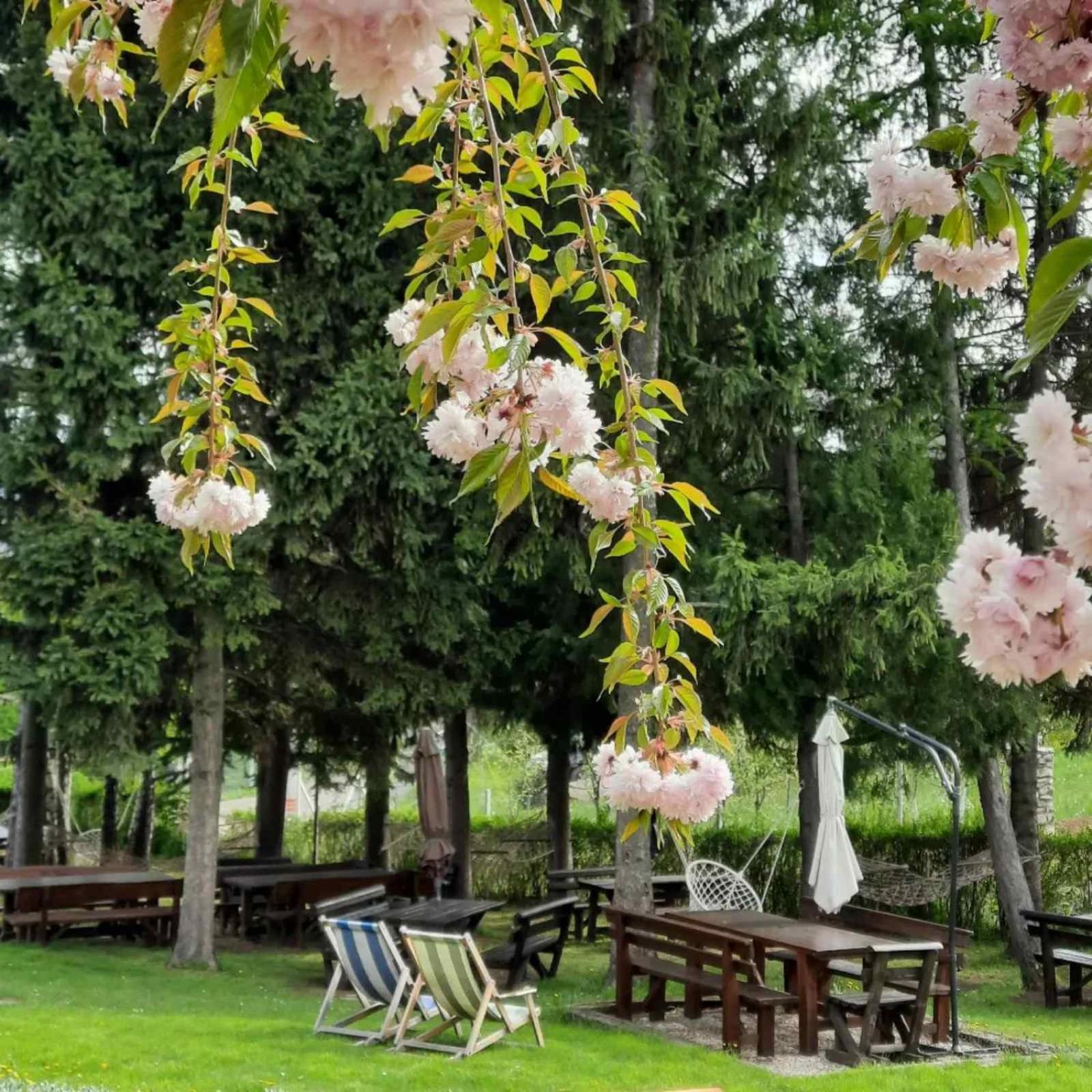 Vila Davidovic-Fruska Gora Mandelos エクステリア 写真